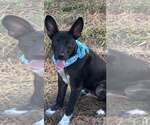 Small Australian Kelpie Mix