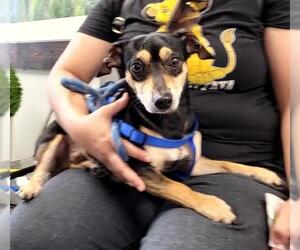 Chiweenie Dogs for adoption in San Antonio, TX, USA