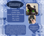 Small Poodle (Miniature)