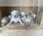 Small Photo #8 Golden Retriever Puppy For Sale in TOWN CREEK, AL, USA