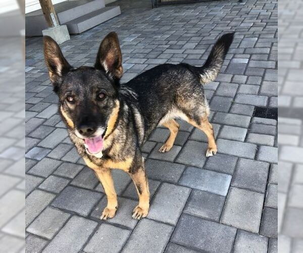 Medium Photo #3 German Shepherd Dog Puppy For Sale in Cupertino, CA, USA