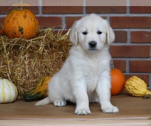 English Cream Golden Retriever Puppy for sale in FREDERICKSBG, OH, USA