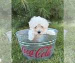 Small #3 Maltese