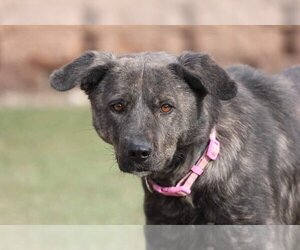 Collie-Unknown Mix Dogs for adoption in Farmington, MN, USA
