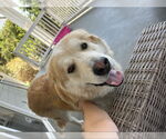 Small #2 Golden Labrador