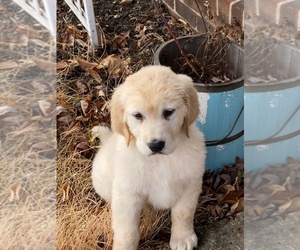 Golden Retriever Puppy for sale in BARBOURSVILLE, VA, USA