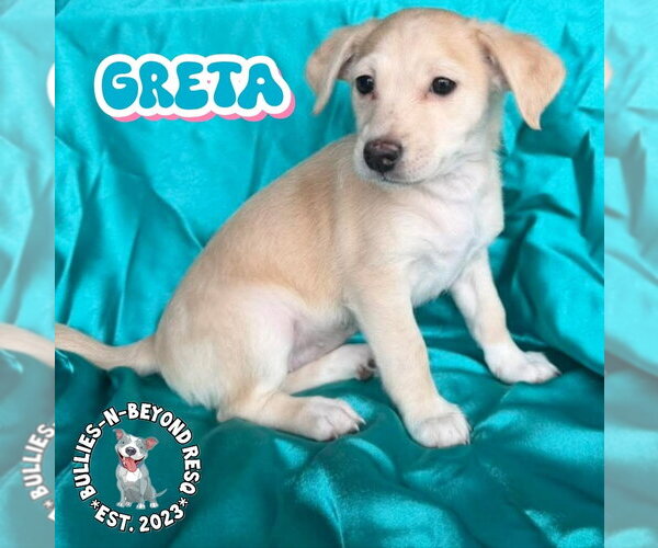 Medium Photo #2 Mutt Puppy For Sale in Omaha, NE, USA