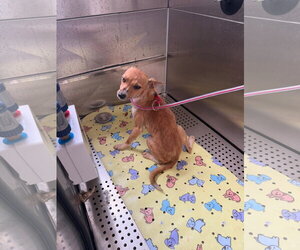Walker - Male Rat Terrier Dog for Adoption - Photo #3