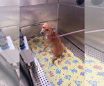 Small Photo #3 Rat Terrier Puppy For Sale in Orlando, FL, USA