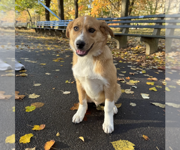 Medium Photo #1 Mutt Puppy For Sale in Brooklyn, NY, USA