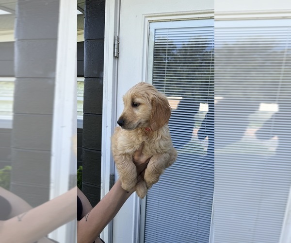 Medium Photo #14 Golden Retriever Puppy For Sale in CHAMPIONS GATE, FL, USA