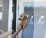 Small Photo #14 Golden Retriever Puppy For Sale in CHAMPIONS GATE, FL, USA