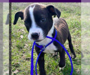Boxador Dogs for adoption in Bristol, CT, USA