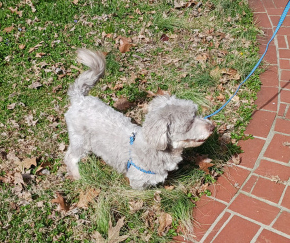 Medium Photo #1 Havanese Puppy For Sale in WINSTON SALEM, NC, USA