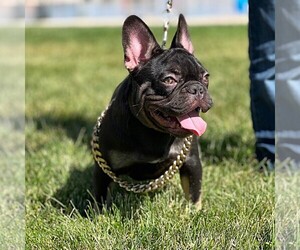 French Bulldog Puppy for sale in VICTORVILLE, CA, USA