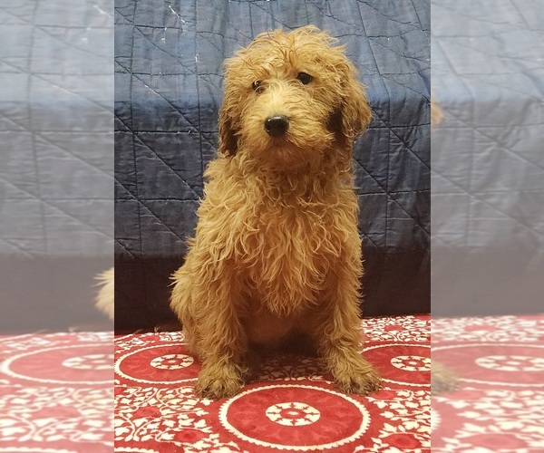 Medium Photo #1 Labradoodle Puppy For Sale in EDINA, MO, USA