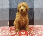 Small Photo #1 Labradoodle Puppy For Sale in EDINA, MO, USA
