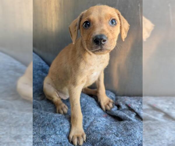 Medium Photo #1 Labrador Retriever-Unknown Mix Puppy For Sale in San Antonio, TX, USA