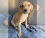 Small Labrador Retriever Mix