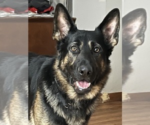 Father of the German Shepherd Dog puppies born on 02/08/2025