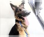 Small German Shepherd Dog