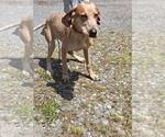 Small #2 Mutt