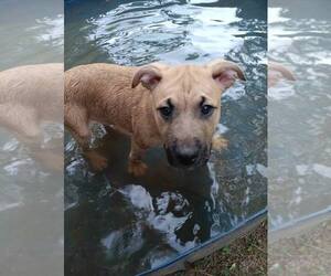 Ben - Male Mutt Dog for Adoption - Photo #2