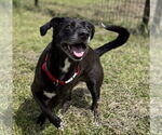 Small Photo #2 Mutt Puppy For Sale in Virginia Beach, VA, USA