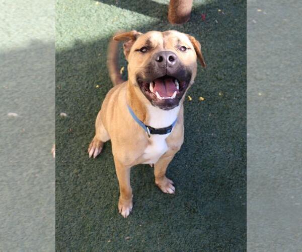 Medium Photo #2 Boxer-Unknown Mix Puppy For Sale in McKinney, TX, USA