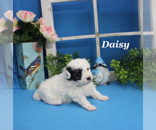 Medium Photo #13 Poodle (Toy) Puppy For Sale in CHANUTE, KS, USA