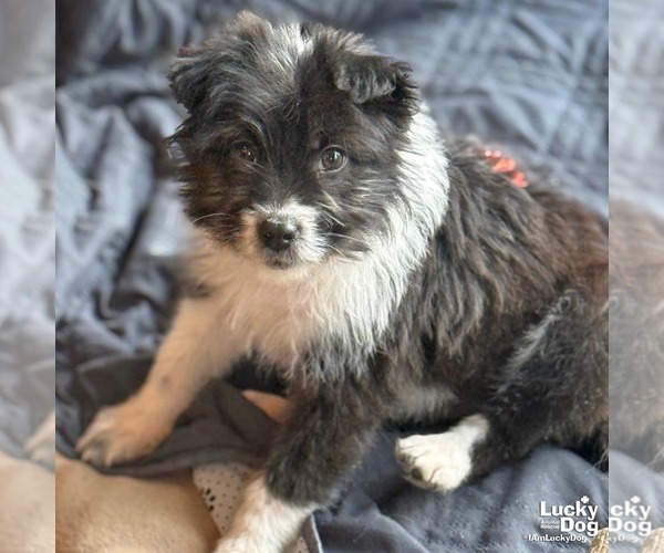 Medium Photo #1 Mutt Puppy For Sale in Washington, DC, USA