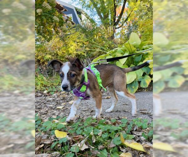 Medium Photo #3 Collie-Unknown Mix Puppy For Sale in Minneapolis, MN, USA