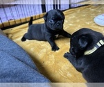 Small Pug