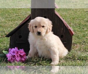 Golden Retriever Puppy for sale in FREDERICKSBURG, OH, USA