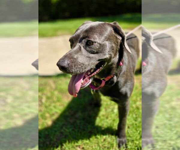 Medium Photo #3 Labmaraner Puppy For Sale in Newport Beach, CA, USA
