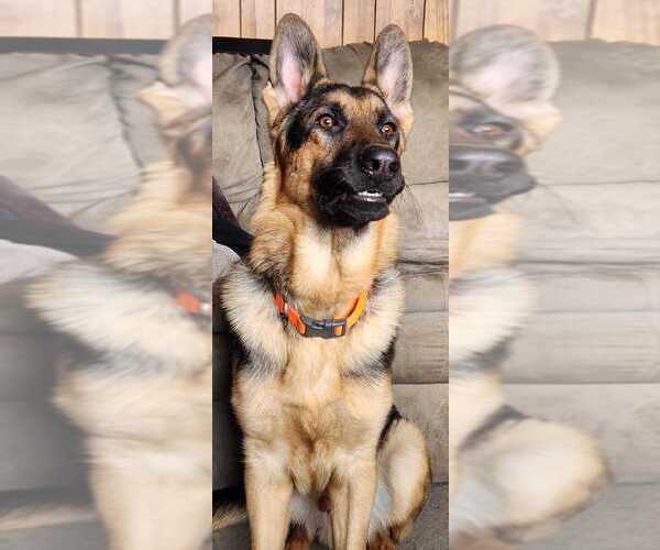 Medium Photo #1 German Shepherd Dog Puppy For Sale in KALEVA, MI, USA