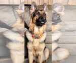 Small Photo #1 German Shepherd Dog Puppy For Sale in KALEVA, MI, USA