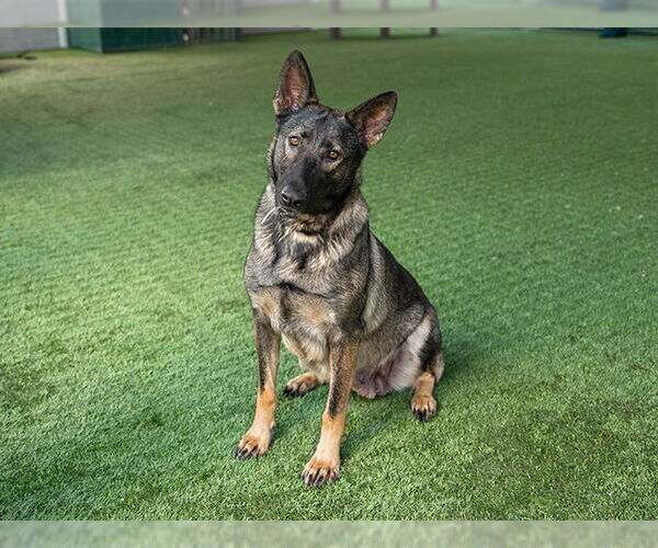 Medium Photo #2 German Shepherd Dog-Unknown Mix Puppy For Sale in Pasadena, CA, USA
