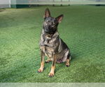 Small #1 German Shepherd Dog Mix
