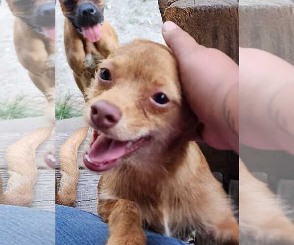 Medium Photo #4 Chihuahua-Unknown Mix Puppy For Sale in Oakhurst, NJ, USA