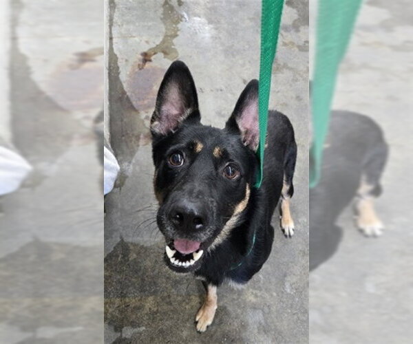 Medium Photo #1 German Shepherd Dog Puppy For Sale in San Bernardino, CA, USA