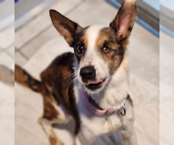 Medium Photo #3 Mutt Puppy For Sale in Walnutport, PA, USA