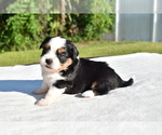 Small #5 Auss-Tzu