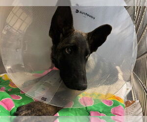 Mutt Dogs for adoption in Riverside, CA, USA