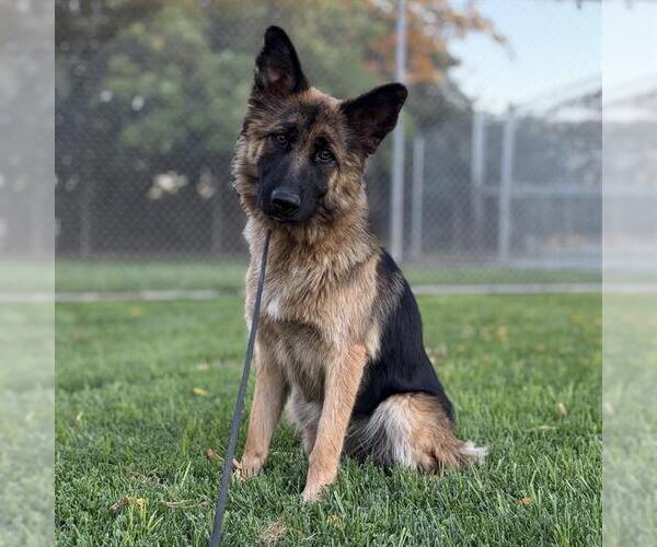 Medium Photo #1 German Shepherd Dog Puppy For Sale in Modesto, CA, USA