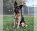 Small German Shepherd Dog