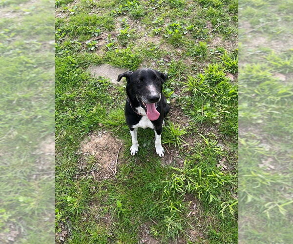 Medium Photo #3 Mutt Puppy For Sale in Osgood, IN, USA