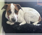 Small #15 Jack Russell Terrier-Whippet Mix