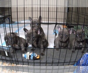French Bulldog Puppy for sale in SACRAMENTO, CA, USA