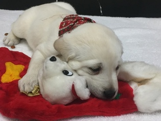 Labrador Retriever Puppy for sale in WILSONVILLE, OR, USA